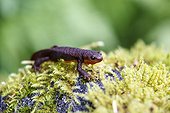 California Newt on moss - Exchamsiks river Canada 