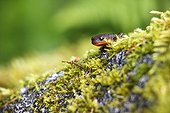California Newt on moss - Exchamsiks river Canada 