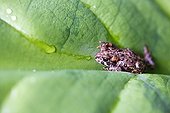 American Toas on a leaf - Exchamsiks river Canada 