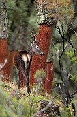 Red Deer male and cork oak - Los Alcornocales Spain