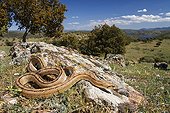 Ladder Snake on rock - Castile-La Mancha Spain