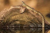 Viperine Water Snake on riverbank - Castile-La Mancha Spain