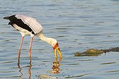 Yellow-billed Stork and Crocodile - Kruger South Africa