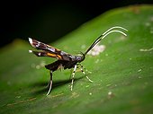 Long-horned Moth on a leaf - Gunung Mulu Borneo Malaysia