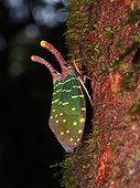Lantern bug on bark - Gunung Mulu Borneo Malaysia
