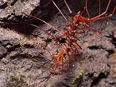 Long legged centipede with prey - Bako Borneo Malaysia
