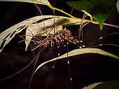 Long legged centipede on leaf - Bako Borneo Malaysia