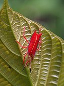 Shield Bug on leaf - Gunung Mulu Borneo Malaysia