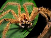 Huntsman spider on leaf - Gunung Mulu  Borneo Malaysia