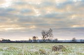 Brown Hare laying in a frozen meadow in winter - GB