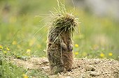 Marmot with tufts of grass - Tyrol Austria