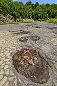 Footprints Diplodocus in a former lagoon - France  ; Jurassic era (- 145 Ma) - Region of Loulle in the Jura - the former quarry contains dozens of tracks and theropod dinosaurs like Diplodocus - she was put partly under ground cover in spring 2014 due to the rapid degradation the tracks as a result of freezing and trampling visitors