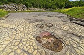 Footprints Diplodocus in a former lagoon - France  ; Jurassic era (- 145 Ma) - Region of Loulle in the Jura - the former quarry contains dozens of tracks and theropod dinosaurs like Diplodocus - she was put partly under ground cover in spring 2014 due to the rapid degradation the tracks as a result of freezing and trampling visitors