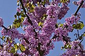 Judas tree in bloom in a garden