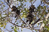 Spectacled Flying Fox on branches - Queensland Australia