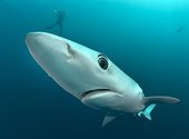 Blue shark - Cape of Good Hope South Africa 