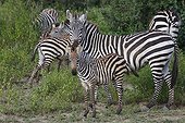 Burchell's Zebras and young - Serengeti Tanzania 
