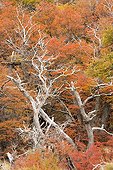Lengas in autumn - Los Glaciares Patagonia 