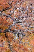 Lengas in autumn - Los Glaciares Patagonia 