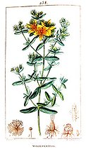 Botanical drawing of common St. Johnswort