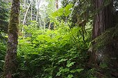 Temperate Rainforest - Lakelse British Columbia Canada