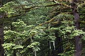 Temperate Rainforest -  Exchamsiks British Columbia Canada