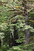 Temperate Rainforest -  Exchamsiks British Columbia Canada