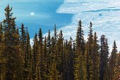 Coniferous forest and Peyto Lake - Banff Alberta Canada