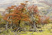 Lenga forest in autumn - Torres del Paine Chile
