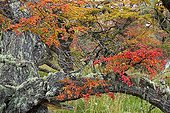 Lengas forest in autumn - Torres del Paine Chile