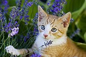 European shorthair cat with flowers