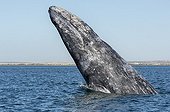 Gray whale - Ojo de liebre lagoon Baja California