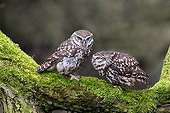 Little Owl displaying on a mossy branch at spring - GB
