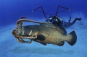 Dusky Grouper eating Common Octopus - Azores