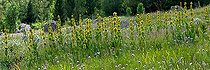 Great yellow gentians in bloom in Catalonia - Spain