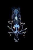 Ancistrocheirus lesueuri Larvae ; Size: 3 cm<br>Deep : -20m<br><br>BBC Wildlife photographer of the Year: Finalist 2014 - Underwater Species