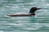 Common Loon in water - Emerald lake Yoho NP Canada