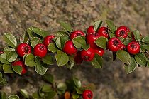 Rockspray cotoneaster fruits in autumn - Denmark