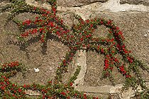 Rockspray cotoneaster fruits in autumn - Denmark