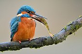 Common Kingfisher with a fish in its beak