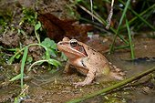Agile Frog at the water's edge - Poitou France