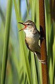 Great Reed Warbler singing in reedbed - Spain
