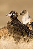Cinereous Vulture and Griffon Vultures - Alcudia Valley
