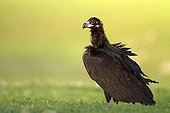 Cinereous Vulture on ground - Alcudia Valley Spain