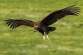 Cinereous Vulture in flight - Alcudia Valley Spain