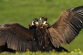 Cinereous Vultures fighting - Alcudia Valley Spain