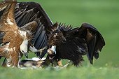 Griffon Vulture and Cinereous Vultures fighting - Spain