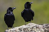 Common Ravens on rock - Spain