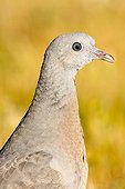 Portrait of young Wood Pigeon - Spain