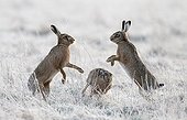 Brown Hares boxing in a frozen meadow at spring - GB
